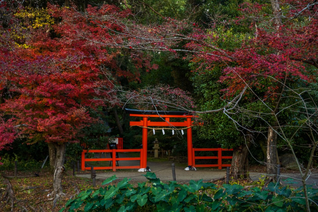 紅葉に囲まれた秋の神社の鳥居