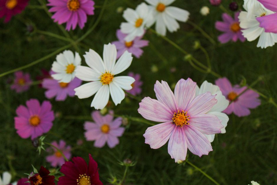 秋モチーフの御朱印を象徴するコスモスの花畑
