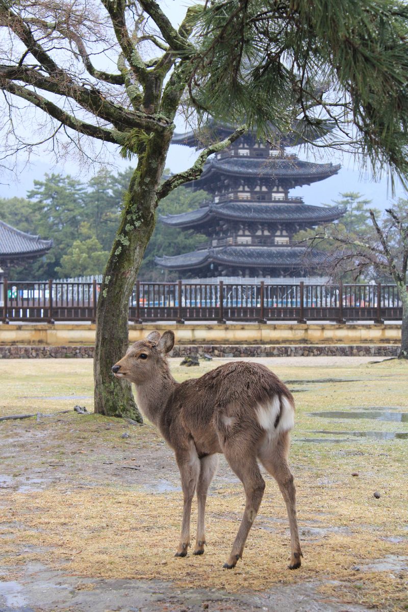 奈良公園で鹿と五重塔が見える風景